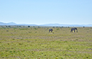 104 Masai Mara 1