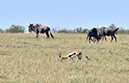 078 Masai Mara 1