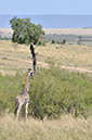 136 Masai Mara 1