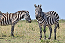 116 Masai Mara 1
