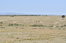 138 Masai Mara 1