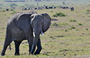 101 Masai Mara 1