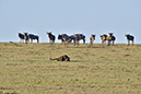 042 Masai Mara 1