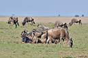 080 Masai Mara 1
