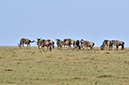 040 Masai Mara 1