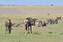 081 Masai Mara 1