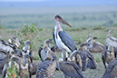 053 Masai Mara 1
