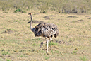 068 Masai Mara 1