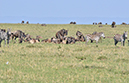 082 Masai Mara 1