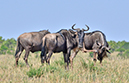115 Masai Mara 1