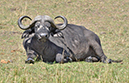 119 Masai Mara 1