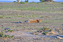 050 Masai Mara 1