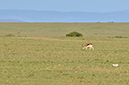 037 Masai Mara 1