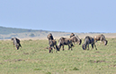 079 Masai Mara 1
