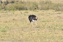 069 Masai Mara 1