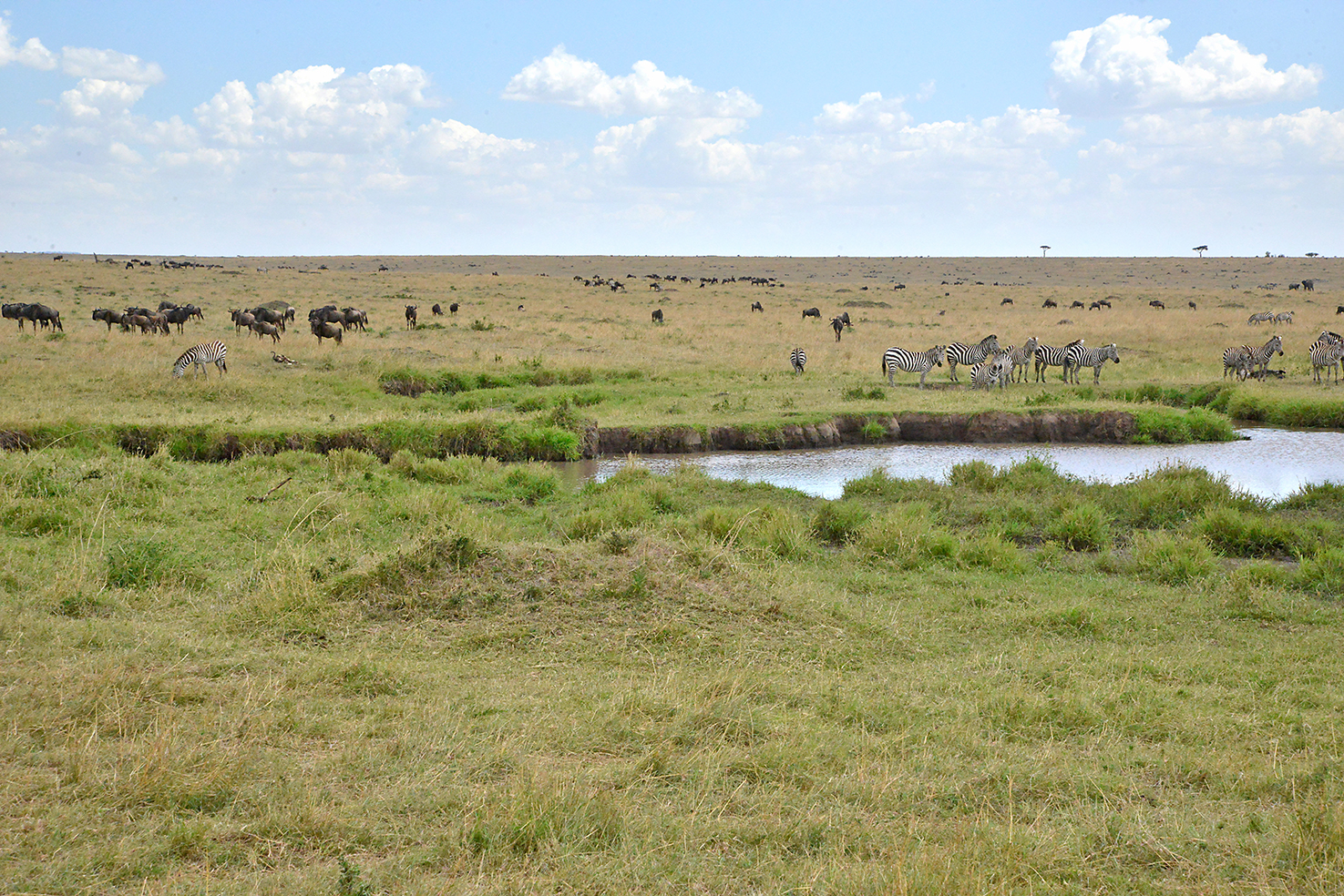 135 Masai Mara 2