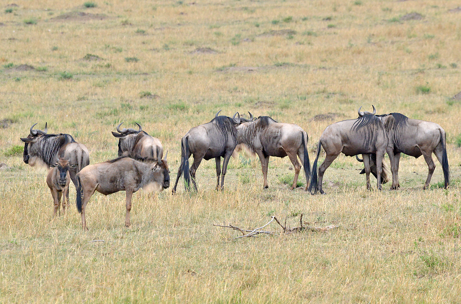 133 Masai Mara 2