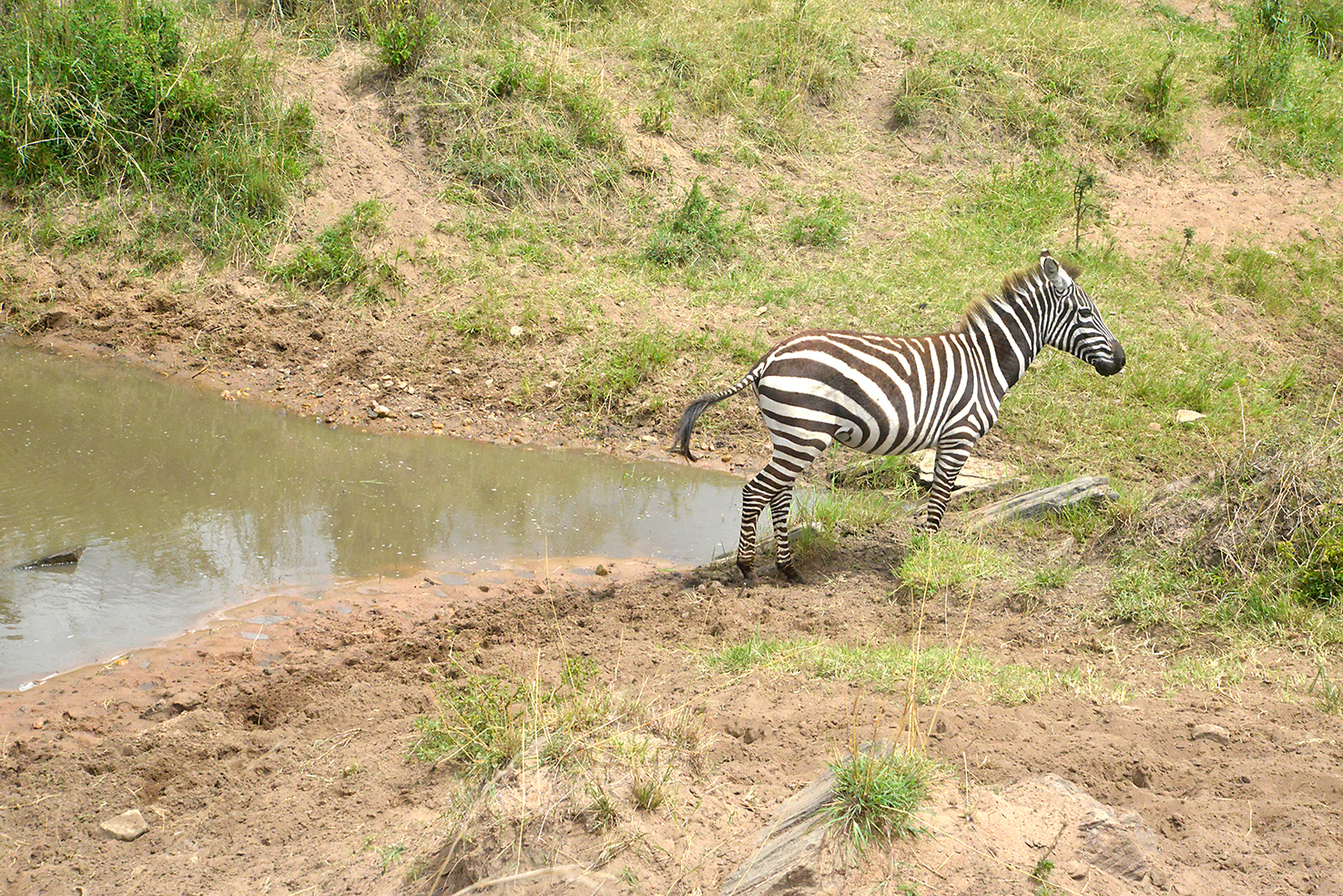 124 Masai Mara 2