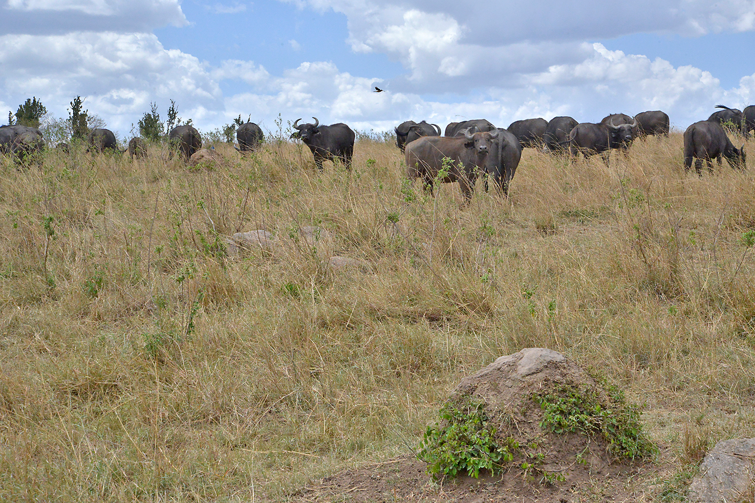 114 Masai Mara 2