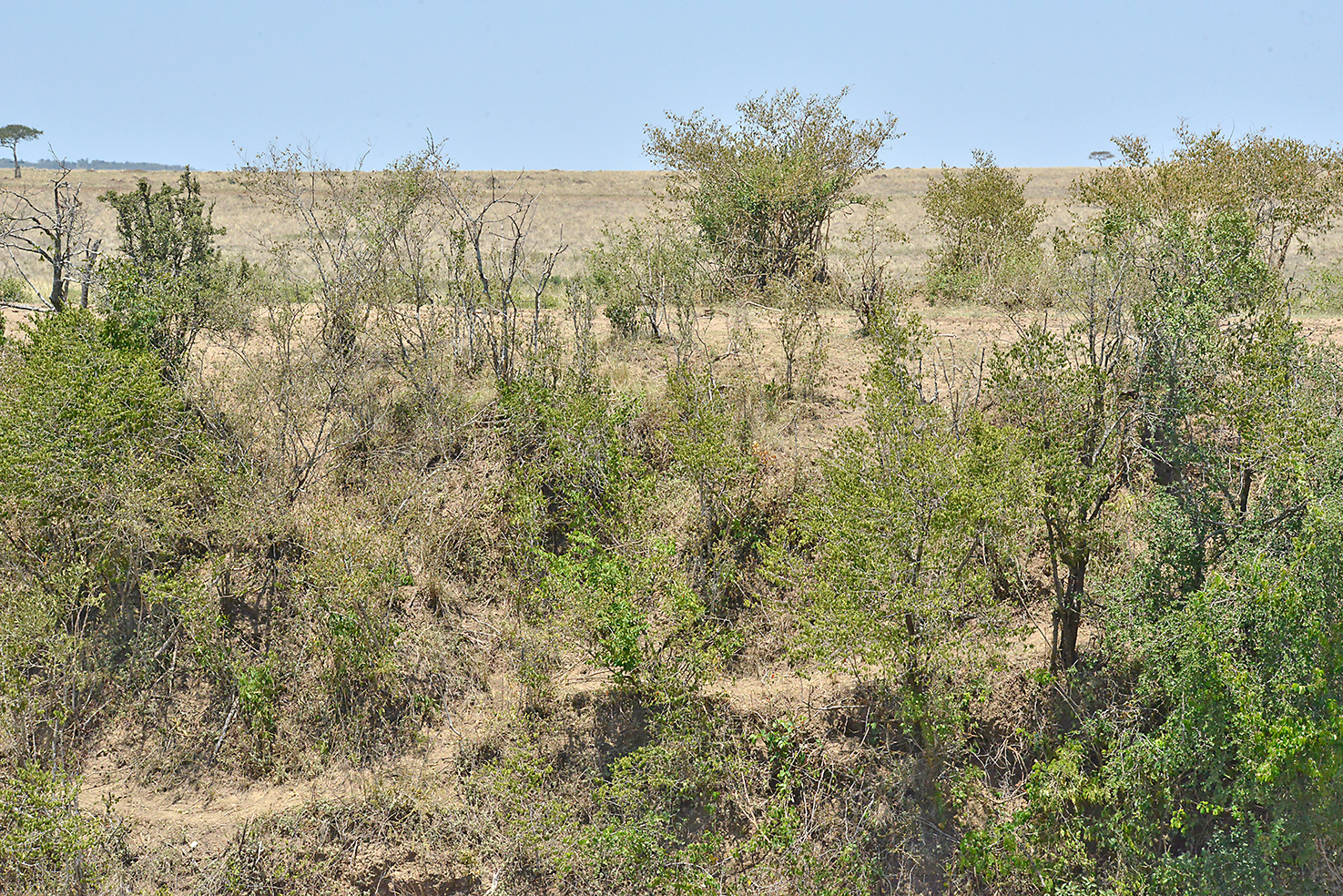 005 Masai Mara 2