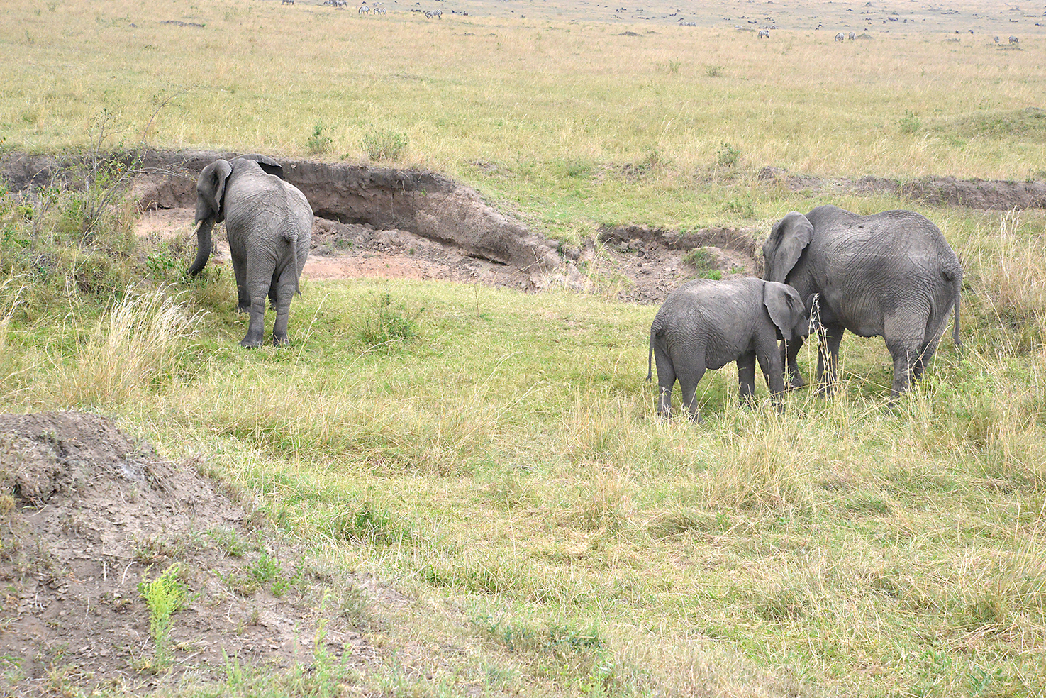 126 Masai Mara 2