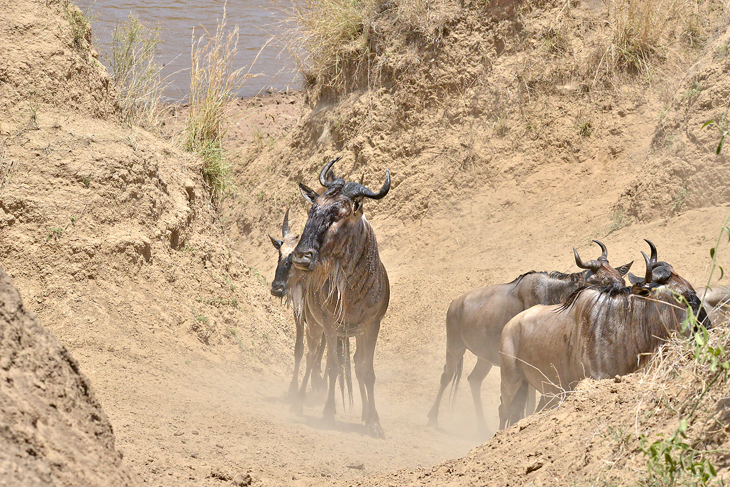 089 Masai Mara 2