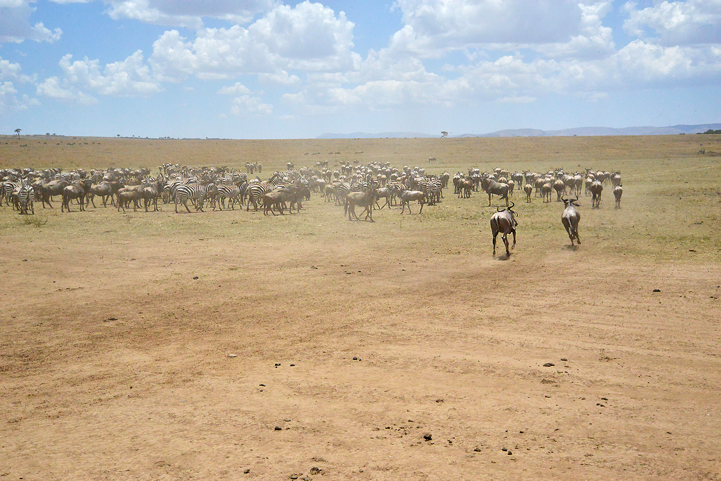 077 Masai Mara 2