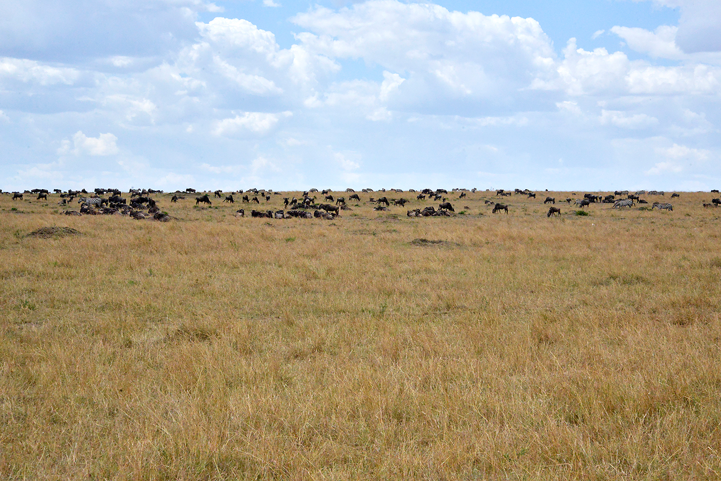 128 Masai Mara 2