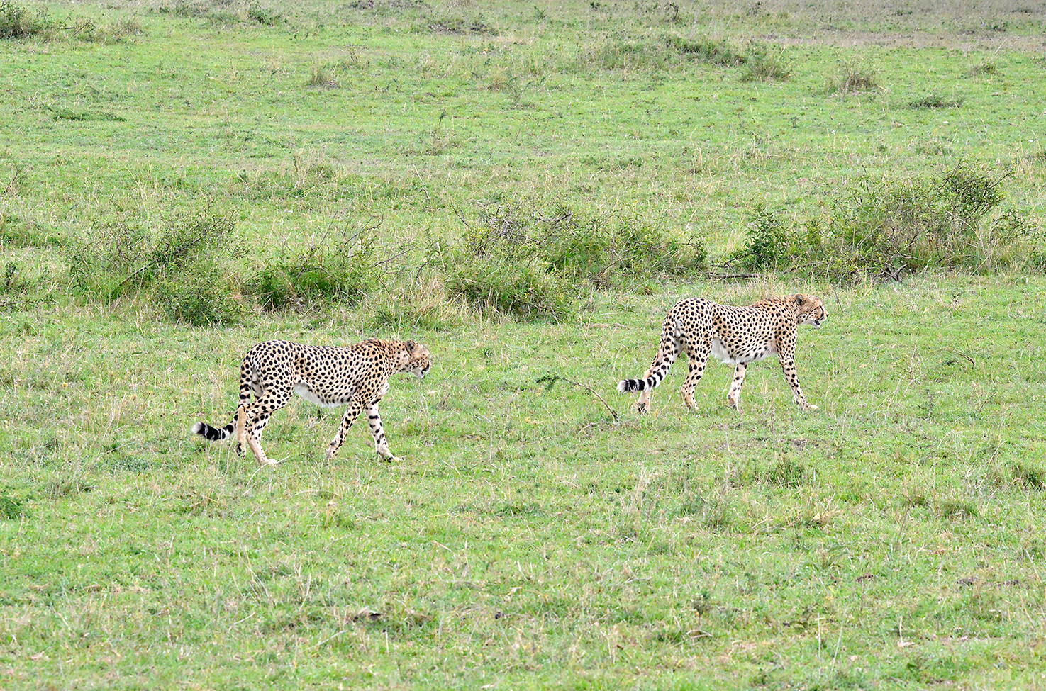 141 Masai Mara 2