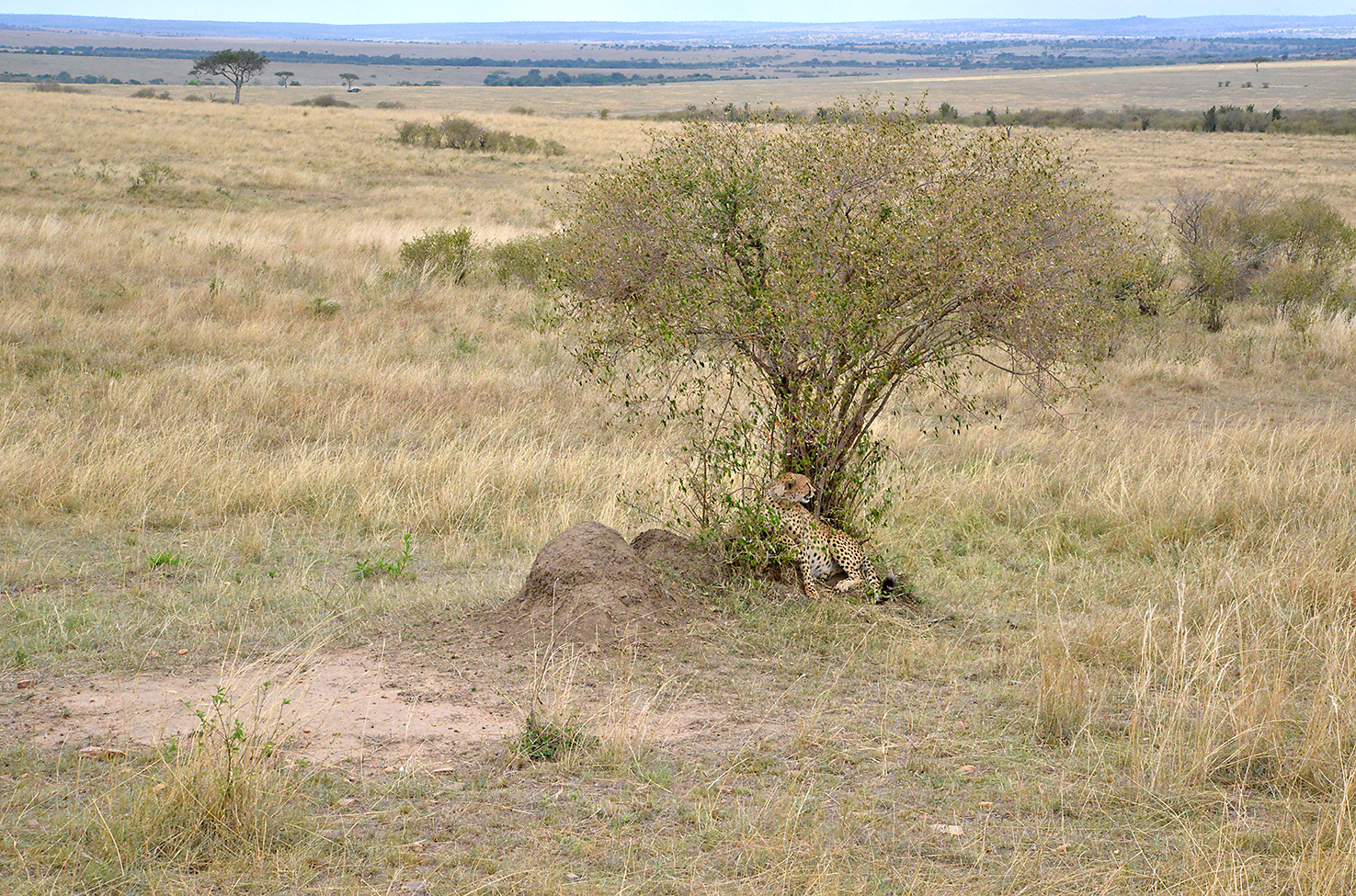 106 Masai Mara 2