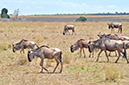 059 Masai Mara 2