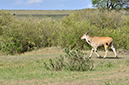 153 Masai Mara 2