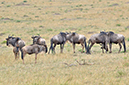 133 Masai Mara 2