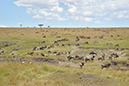 119 Masai Mara 2
