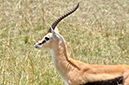 100 Masai Mara 2
