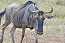 062 Masai Mara 2