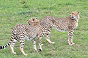 138 Masai Mara 2