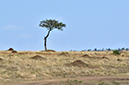 030 Masai Mara 2