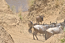 091 Masai Mara 2