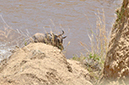 087 Masai Mara 2
