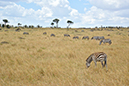 121 Masai Mara 2