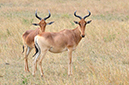 134 Masai Mara 2