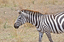 060 Masai Mara 2