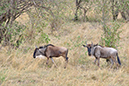 110 Masai Mara 2