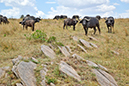 118 Masai Mara 2