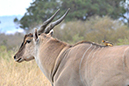 113 Masai Mara 2