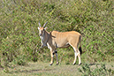 154 Masai Mara 2
