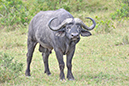 136 Masai Mara 2
