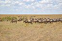 096 Masai Mara 2