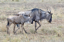 064 Masai Mara 2